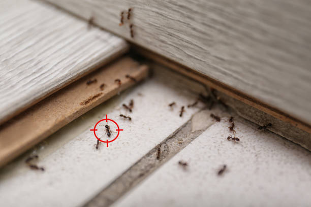 Best Termite Control Services  in Stokesdale, NC