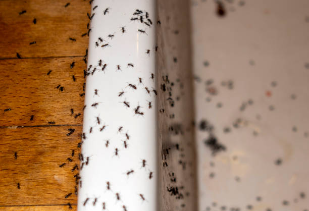 Best Wasp Removal Services  in Stokesdale, NC