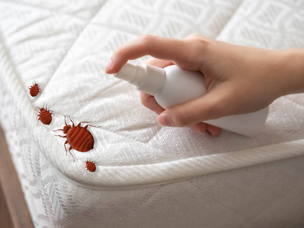 Flea Control Services in Stokesdale, NC