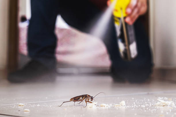 Best Cockroach Control Services  in Stokesdale, NC