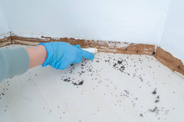 Wasp Removal Services in Stokesdale, NC